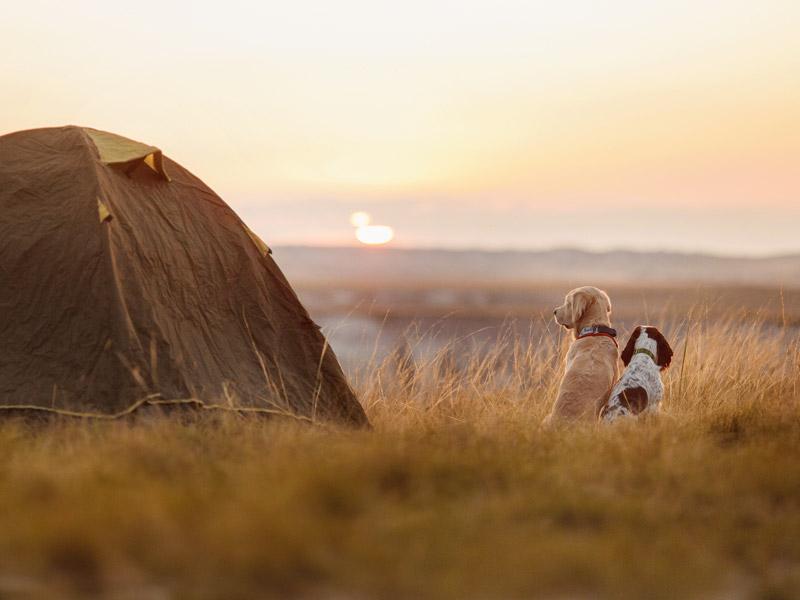 Vacances en camping avec des chiens